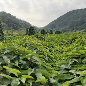 红场淮山长势喜人  种植基地丰收在望